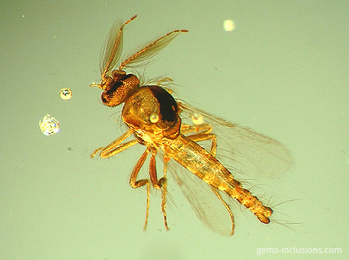 insect bubbles copal colombia